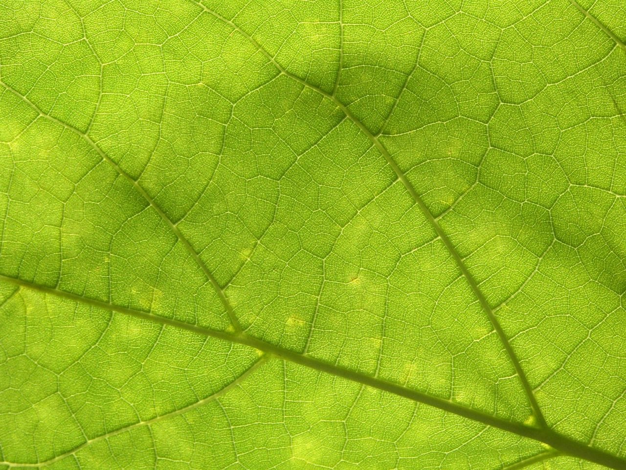 מחלת ליים וזיהומים כרוניים: הטיפול היעיל שלנו